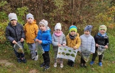 Nauka rozr&oacute;zniania drzew - iglaste i lisciaste 3