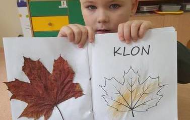 Drzewa liściaste i iglaste 3