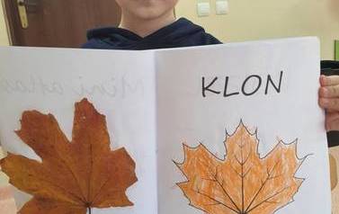 Drzewa liściaste i iglaste 7