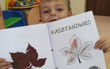 Drzewa liściaste i iglaste 11