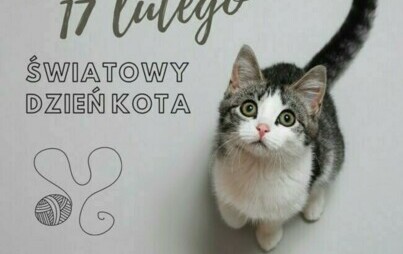 Zdjęcie do Dzień Kota w przedszkolu